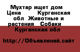 Мухтар ищет дом › Цена ­ 10 - Курганская обл. Животные и растения » Собаки   . Курганская обл.